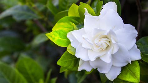 gardenia plant website.